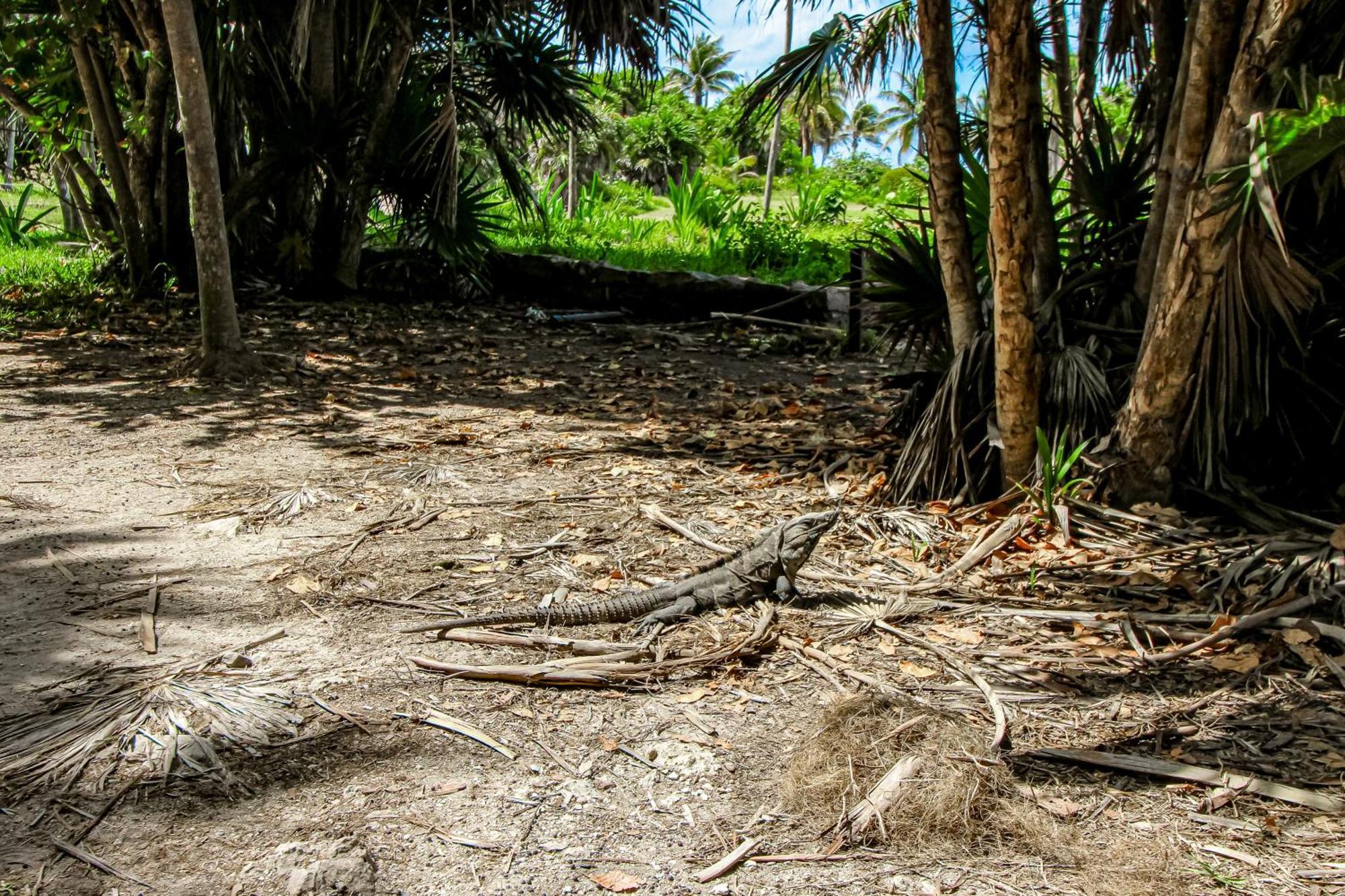 Hotel Aldea Zama Tulum Pokój zdjęcie